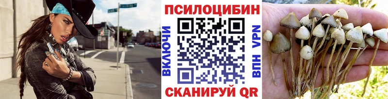 Купить Курчатов Галлюциногенные грибы Psilocybe